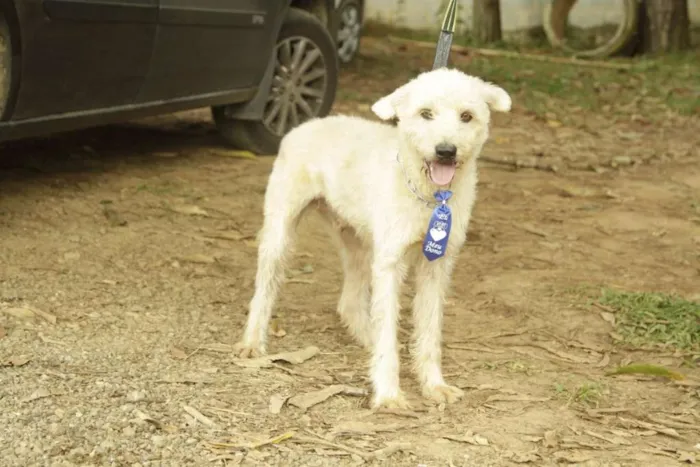 Cachorro ra a SRD idade 5 anos nome PANDY, menino lindo!
