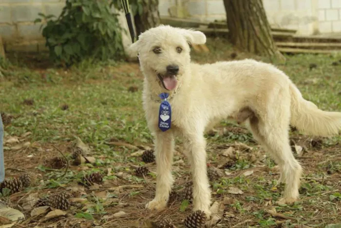 Cachorro ra a SRD idade 5 anos nome PANDY, menino lindo!