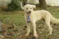 PANDY, menino lindo!