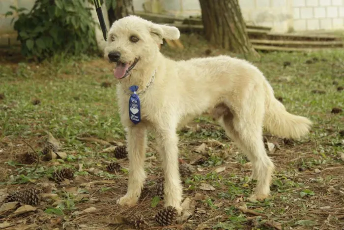 Cachorro ra a SRD idade 5 anos nome PANDY, menino lindo!