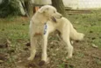 PANDY, menino lindo!