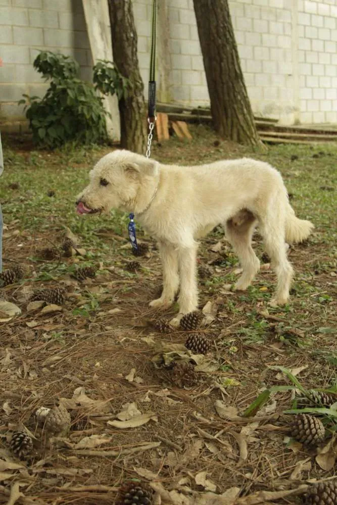 Cachorro ra a SRD idade 5 anos nome PANDY, menino lindo!