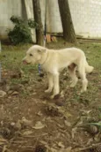 PANDY, menino lindo!