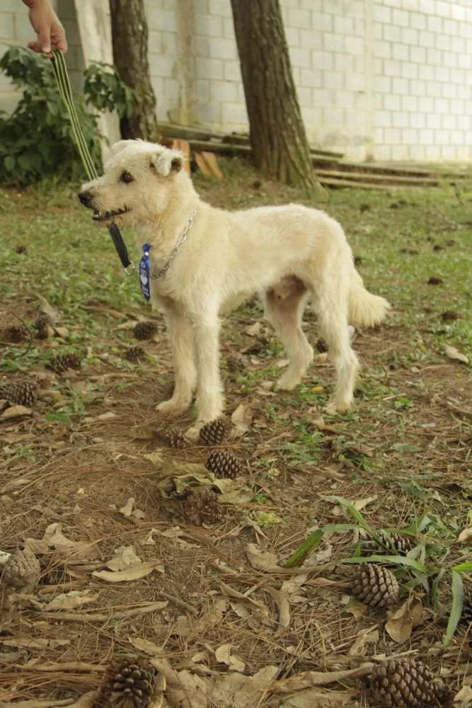Cachorro ra a SRD idade 5 anos nome PANDY, menino lindo!