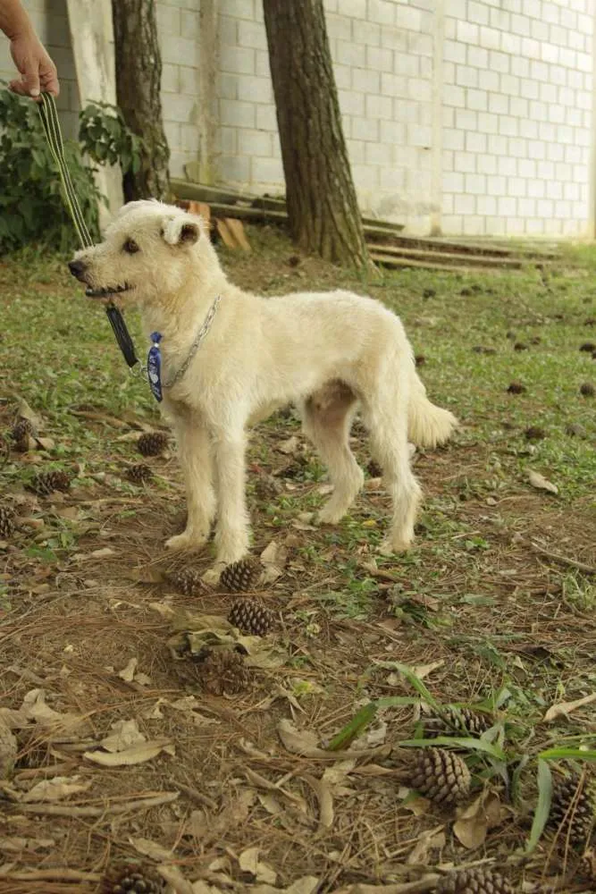 Cachorro ra a SRD idade 5 anos nome PANDY, menino lindo!