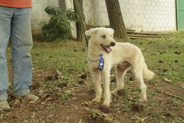 Cachorro ra a SRD idade 5 anos nome PANDY, menino lindo!