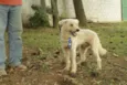 PANDY, menino lindo!