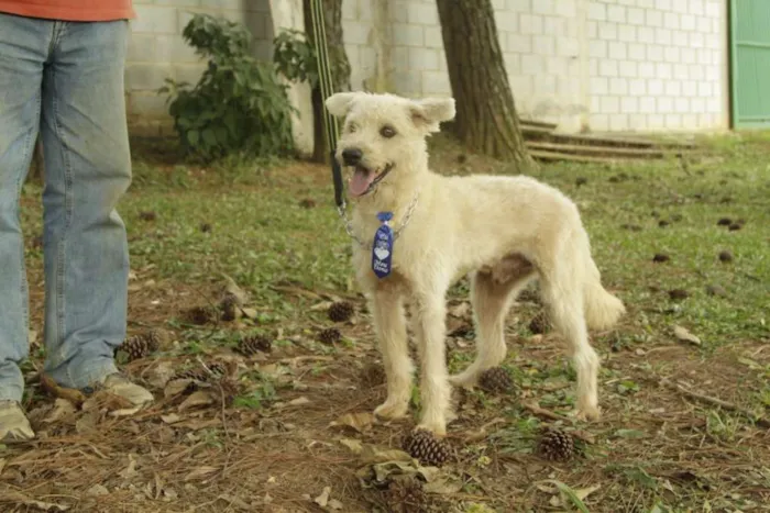 Cachorro ra a SRD idade 5 anos nome PANDY, menino lindo!