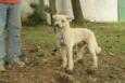 PANDY, menino lindo!