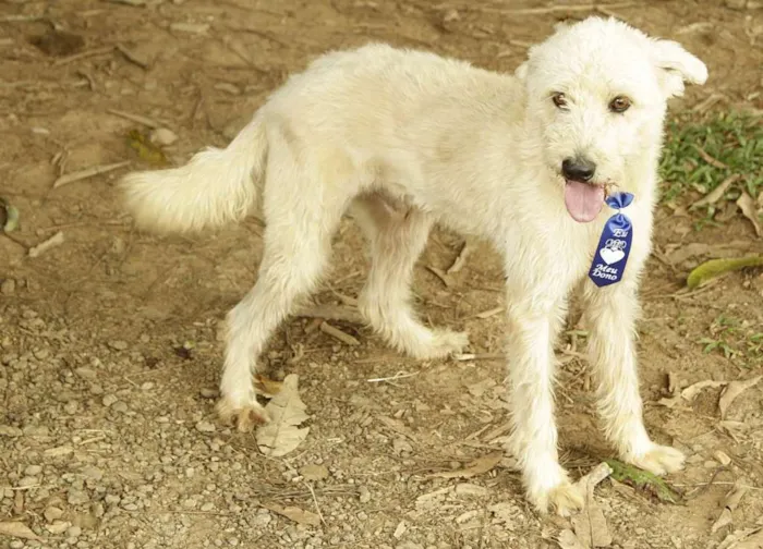 Cachorro ra a SRD idade 5 anos nome PANDY, menino lindo!
