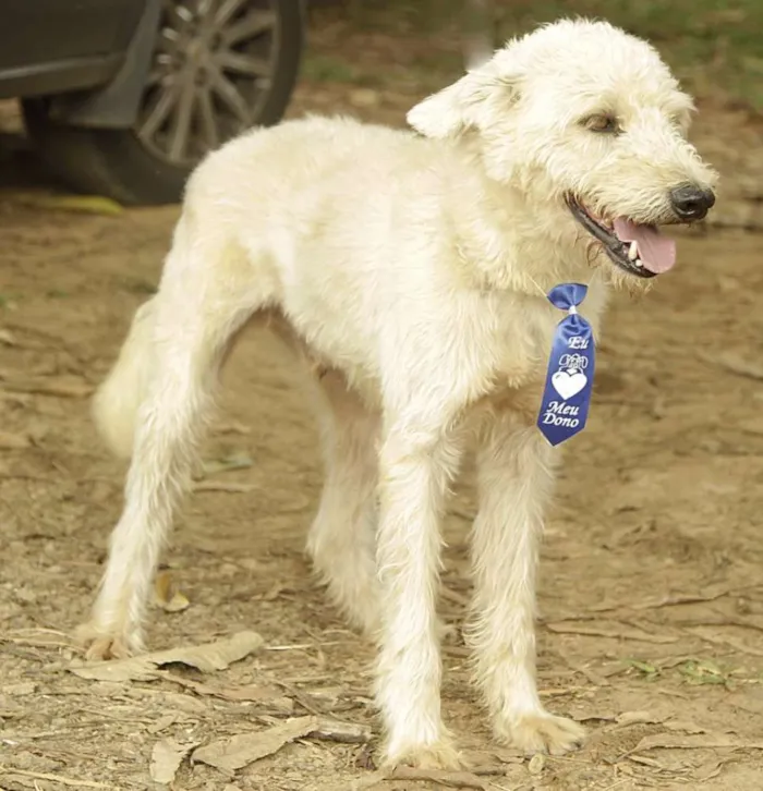 Cachorro ra a SRD idade 5 anos nome PANDY, menino lindo!