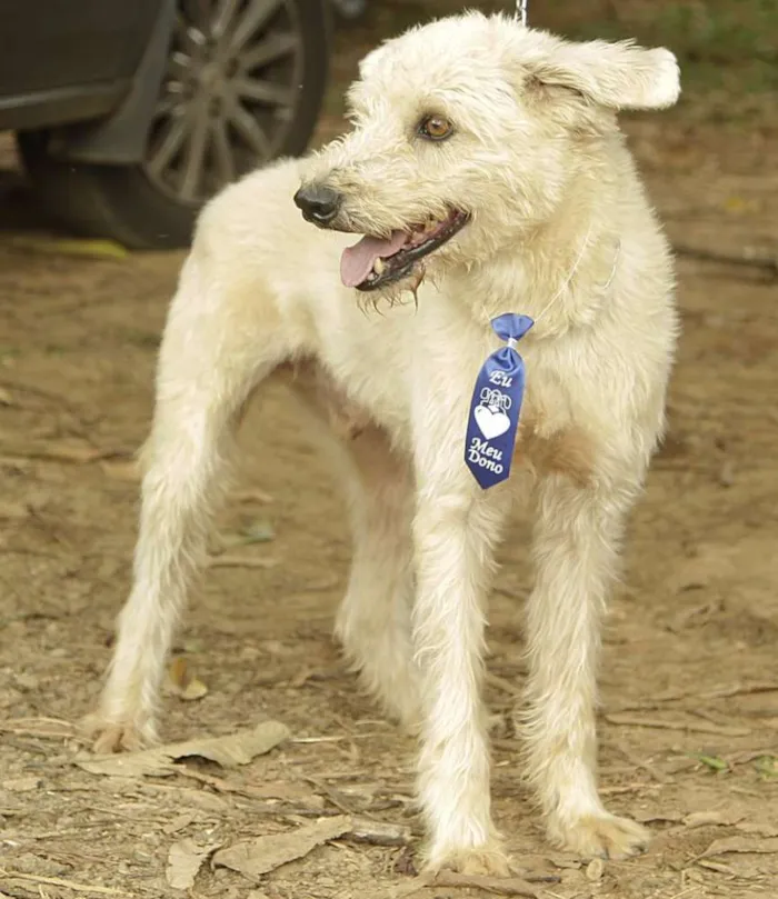 Cachorro ra a SRD idade 5 anos nome PANDY, menino lindo!