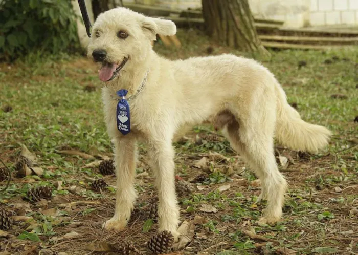 Cachorro ra a SRD idade 5 anos nome PANDY, menino lindo!