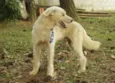 PANDY, menino lindo!