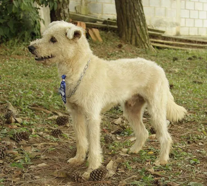 Cachorro ra a SRD idade 5 anos nome PANDY, menino lindo!
