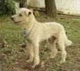 PANDY, menino lindo!