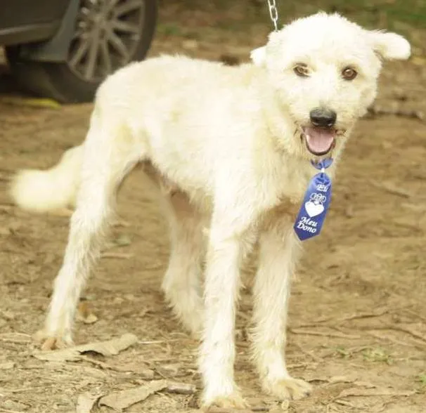 Cachorro ra a SRD idade 5 anos nome PANDY, menino lindo!