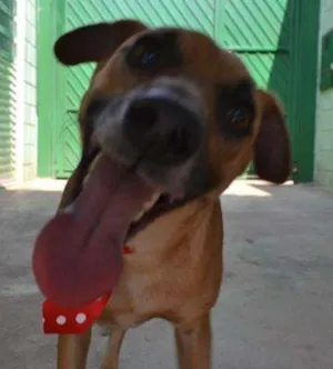 Cachorro raça SRD idade 1 ano nome MELK, bebezão!
