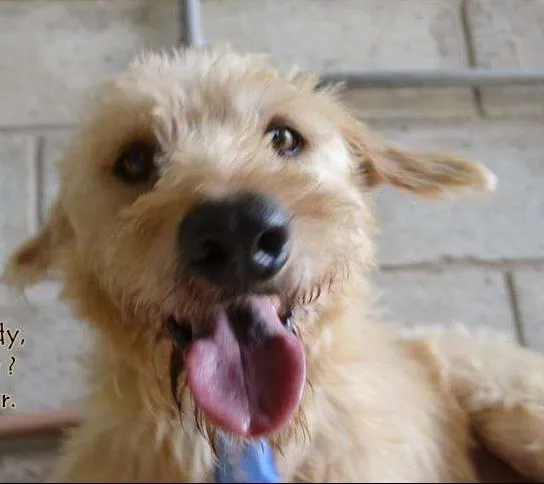 Cachorro ra a SRD idade 5 anos nome PANDY, menino lindo!