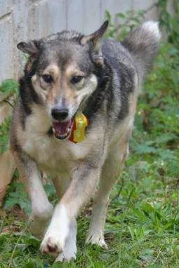 Cachorro ra a SRD idade 6 ou mais anos nome DUNGA, um Lord!