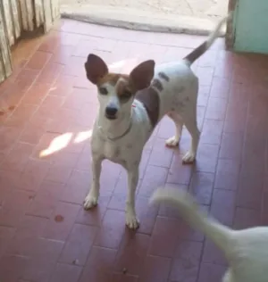 Cachorro raça  idade 2 anos nome Alemão e Lilly
