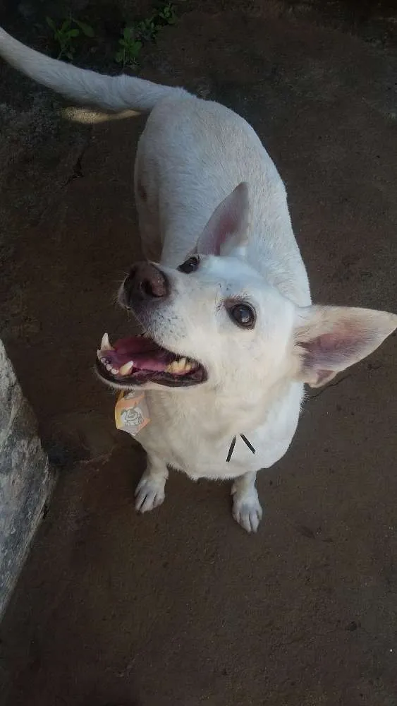 Cachorro ra a  idade 2 anos nome Alemão e Lilly