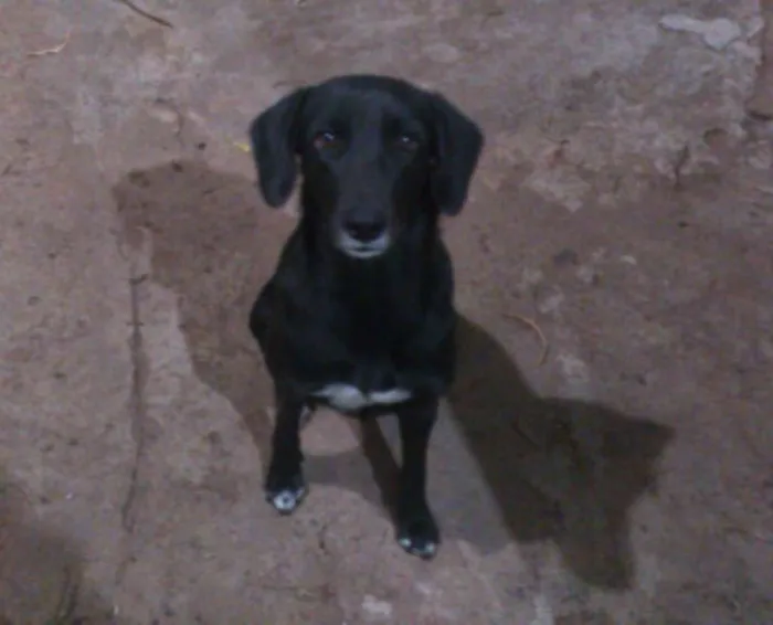 Cachorro ra a Mestiça Labrador idade 1 ano nome Crystal