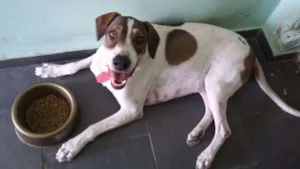 Cachorro raça Mestiço Dogue Alemão idade 3 anos nome Scooby