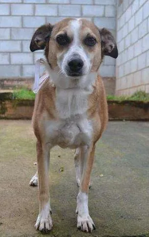 Cachorro ra a SRD idade 6 ou mais anos nome CLÉO, princesa linda!