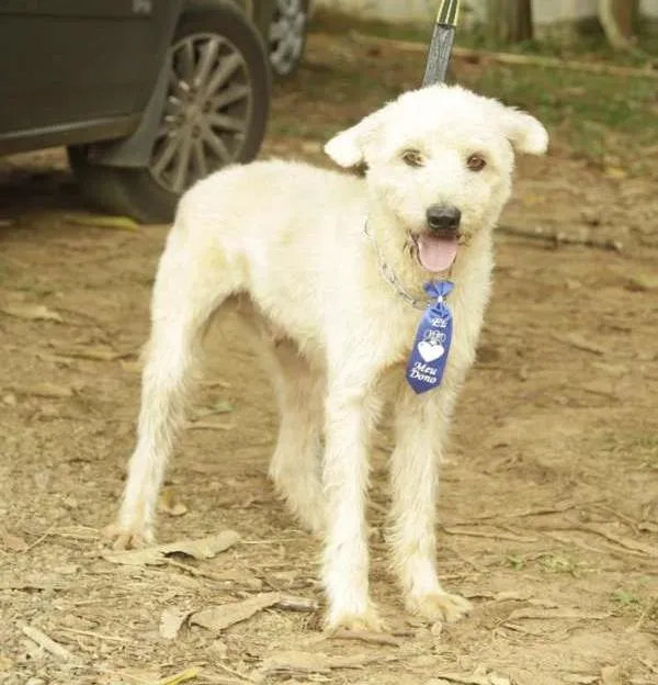 Cachorro ra a SRD idade 5 anos nome PANDY, menino lindo!