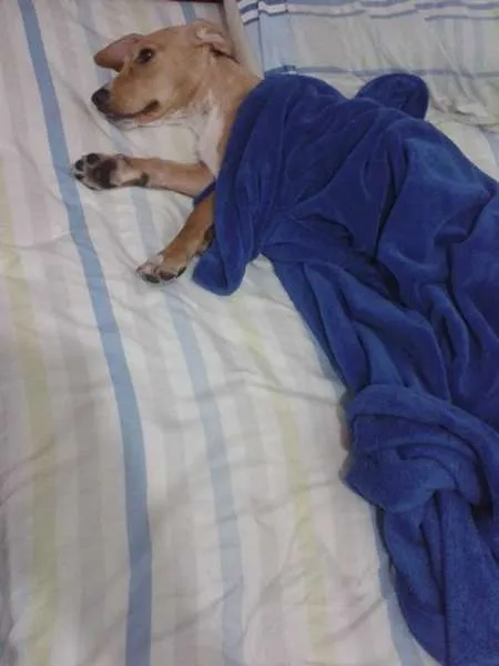 Cachorro ra a SRD idade 1 ano nome Milli