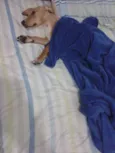 Milli