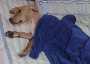 Cachorro raça SRD idade 1 ano nome Milli