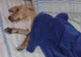 Milli