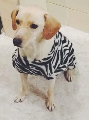 Cachorro raça SRD idade 3 anos nome Fred
