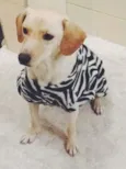 Cachorro raça SRD idade 3 anos nome Fred
