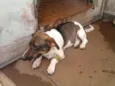 bolinha
