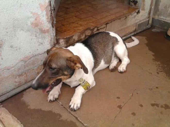 Cachorro ra a SRD idade 1 ano nome bolinha
