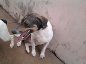 Cachorro raça SRD idade 2 anos nome figo