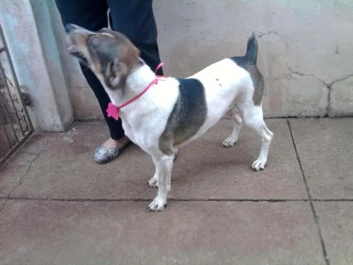 Cachorro ra a SRD idade 2 anos nome lua 