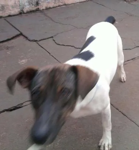 Cachorro ra a SRD idade 1 ano nome medroso
