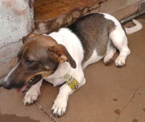 Cachorro raça SRD idade 1 ano nome bolinha