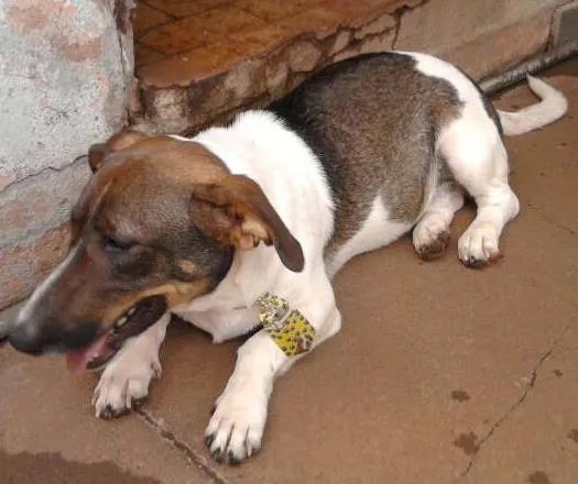 Cachorro ra a SRD idade 1 ano nome bolinha