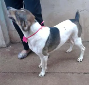 Cachorro raça SRD idade 2 anos nome lua 