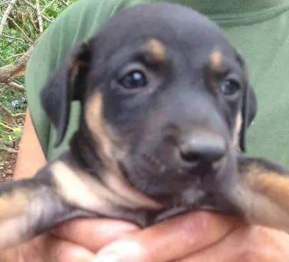 Cachorro ra a Labrador/mistiço idade Abaixo de 2 meses nome Pequenas