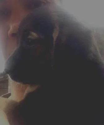 Cachorro ra a Labrador/mistiço idade Abaixo de 2 meses nome Pequenas