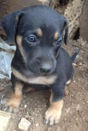 Cachorro raça Labrador/mistiço idade Abaixo de 2 meses nome Pequenas