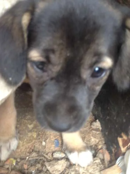 Cachorro ra a Labrador/mistiço idade Abaixo de 2 meses nome Pequenas