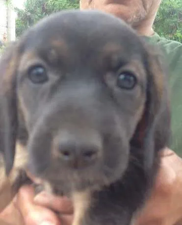 Cachorro ra a Labrador/mistiço idade Abaixo de 2 meses nome Pequenas
