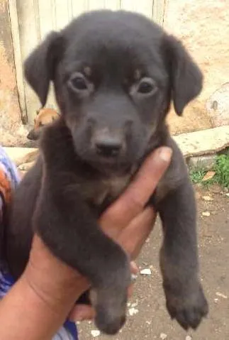 Cachorro ra a Labrador/mistiço idade Abaixo de 2 meses nome Pequenas